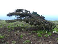 Spanien, El Hierro, Wanderung Sabinas