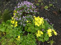 Spanien, El Hierro, Wanderung Sabinas