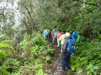 Spanien, El Hierro, Wanderung Sabinas