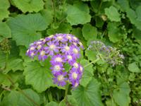 Spanien, El Hierro, Wanderung Sabinas