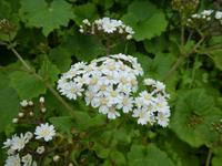 Spanien, El Hierro, Wanderung Sabinas