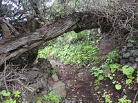 Spanien, El Hierro, Wanderung nach Sabinosa