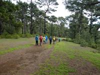 Spanien, El Hierro, Wanderung im Kiefernwald