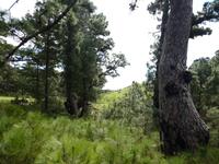 Spanien, El Hierro, Wanderung im Kiefernwald