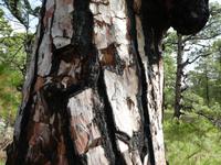 Spanien, El Hierro, Kanarenkiefer