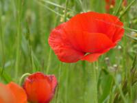 Spanien, El Hierro, Mohn