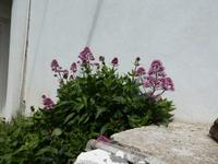 Spanien, El Hierro, El Pinar, Spornblume