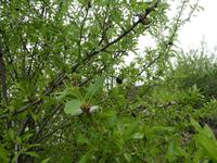 Spanien, El Hierro, MANDELBAUM