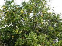 Spanien, El Hierro, Zitronenbaum