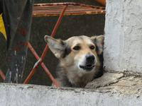 Spanien, El Hierro, El Pinar
