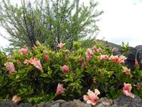Spanien, El Hierro, Hibiscus
