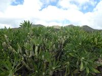 Spanien, El Hierro, Wanderung nach La Restinga, Kleinea