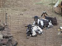 Spanien, El Hierro, Wanderung nach La Restinga