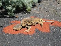 Spanien, El Hierro, ECO Museum und Lagatario