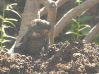 Spanien, El Hierro, ECO Museum und Lagatario