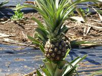 Spanien, El Hierro, Ananas