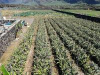 Spanien, El Hierro, Ananasfeld