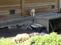 Spanien, El Hierro, La Maceta