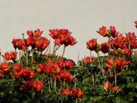 Spanien, Teneriffa, Santa Cruz, afrikanischer Tulpenbaum