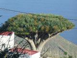 Spanien, El Hierro, Drachenbaum