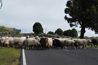 El Hierro - Inselrundfahrt