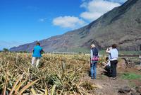 El Hierro - Inselrundfahrt - Ananas