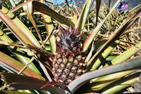 El Hierro - Inselrundfahrt - Ananas