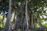 Puerto de la Cruz - Botanischer Garten