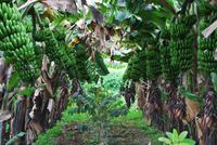 Los Realejos - Casa Rual - El Patio de Tita - Bananenplantage