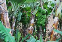 Los Realejos - Casa Rual - El Patio de Tita - Bananenplantage