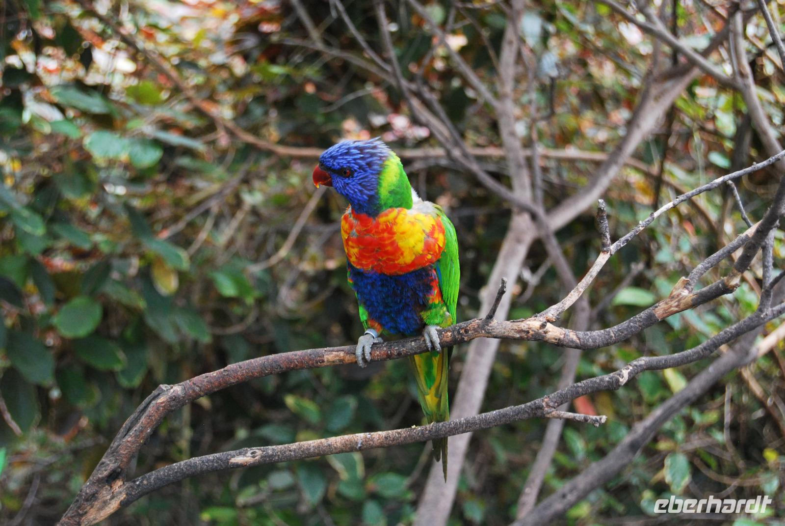 Puerto de la Cruz - Loro Parque