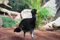 Puerto de la Cruz - Loro Parque