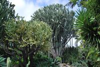 Puerto de la Cruz - Loro Parque