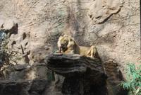 Puerto de la Cruz - Loro Parque