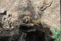 Puerto de la Cruz - Loro Parque