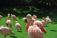 Puerto de la Cruz - Loro Parque