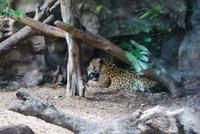 Puerto de la Cruz - Loro Parque