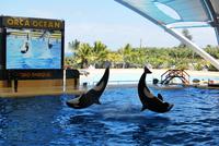 Puerto de la Cruz - Loro Parque