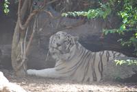 Puerto de la Cruz - Loro Parque