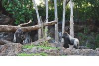 Puerto de la Cruz - Loro Parque