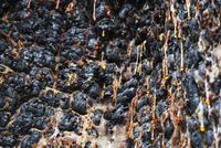 Esperanza-Wald - Kohle & Baumharz