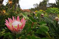 La Gomera - Museo Parque Nacional Garajonay