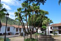 Icod de los Vinos - 7-Köpfige Palme