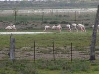 Donana National Park - Von Trebujena bis Sanlucar de Barrameda