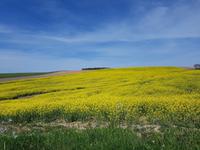 Via Verde de la Campina bei Cordoba bis La Carlota