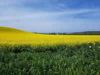 Via Verde de la Campina bei Cordoba bis La Carlota