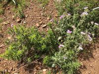 Wanderung von Cala Tirant nach Binimel-lá