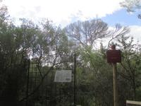 Wanderung Son Bou nach Es Canutells