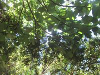 Wanderung Son Bou nach Es Canutells