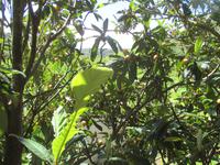 Wanderung Son Bou nach Es Canutells